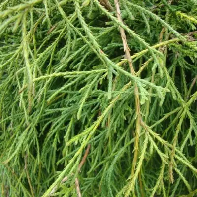 Кипарисовик ФИЛИФЕРА НАНА горохоплодный  в Речице