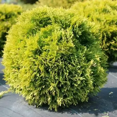 Туя ДАВИД западная в Речице