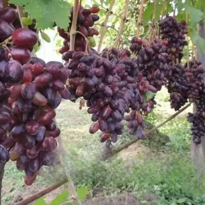 Виноград БАЙКОНУР в Речице