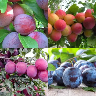 Комплект СЛИВОВЫЙ САД в Речице