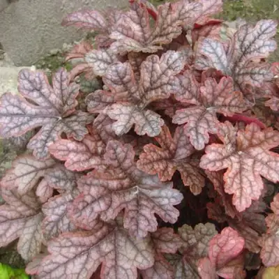 Гейхера ГАНСМОУК в Речице