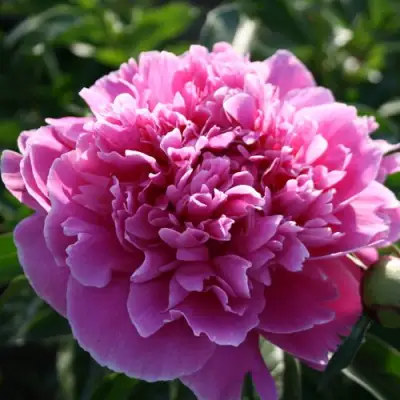 Пион ГОЛУБАЯ ХРИЗАНТЕМА травянистый в Речице