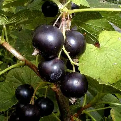 Смородина чёрная БИНАР в Речице