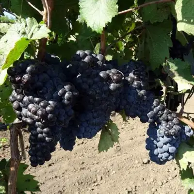 Виноград ДЕНИСОВСКИЙ в Речице
