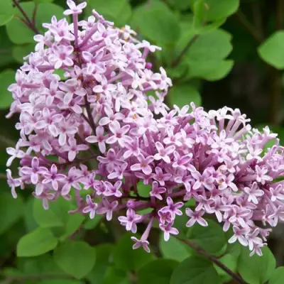 Сирень ПАЛИБИН  в Речице