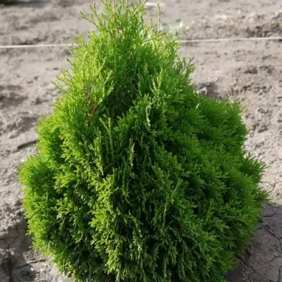 Туя МИКИ западная в Речице