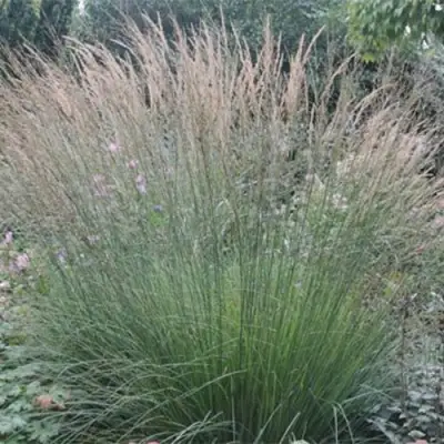 Молиния ХАЙДЕБРАУТ голубая в Речице