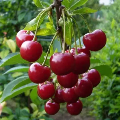 Вишня ВЯНОК в Речице