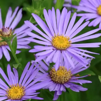 Астра ЛЕДИ ИН БЛЮ в Речице