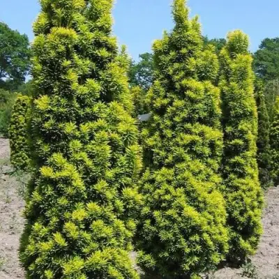 Тис ДАВИД ягодный в Речице