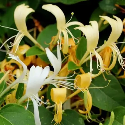 Жимолость ХАЛЛИАНА японская (Хелиана) в Речице