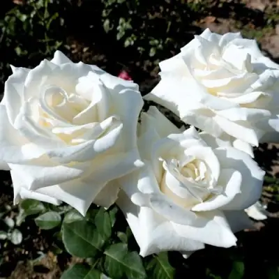 Роза БОИНГ чайно-гибридная в Речице