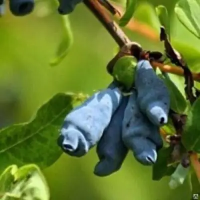 Жимолость съедобная ПУШКИНСКАЯ в Речице