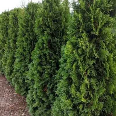 Туя ПИРАМИДАЛИС КОМПАКТА западная в Речице