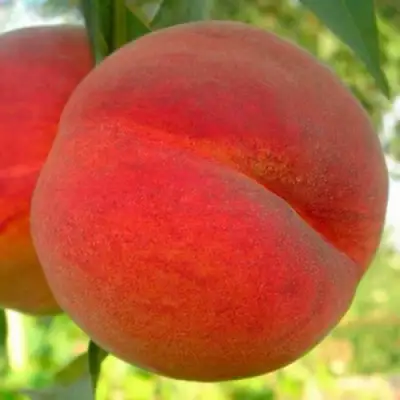 Персик МАЙСКИЙ ЦВЕТОК в Речице