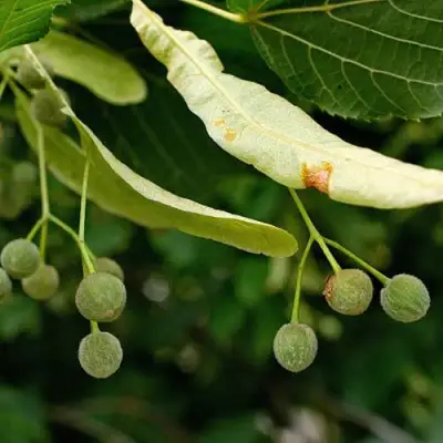 Липа сердцевидная в Речице