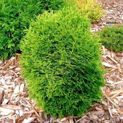 Туя ВОТЕРФИЛД западная в Речице