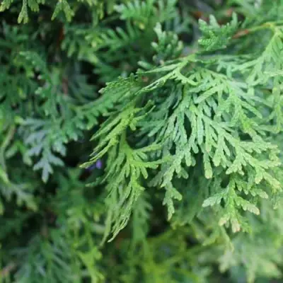 Туя ПИРАМИДАЛИС КОМПАКТА западная в Речице