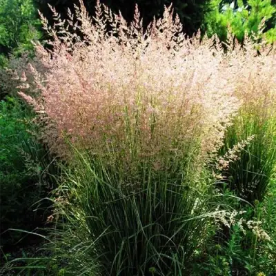 Молиния ФОНТЕЙН тростниковая в Речице