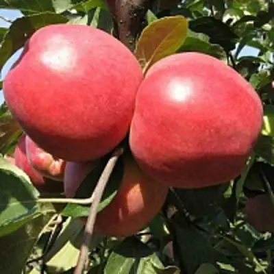 Яблоня ЗАСЛАВСКОЕ в Речице