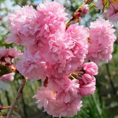 Сакура КИКУ ШИДАРЕ в Речице