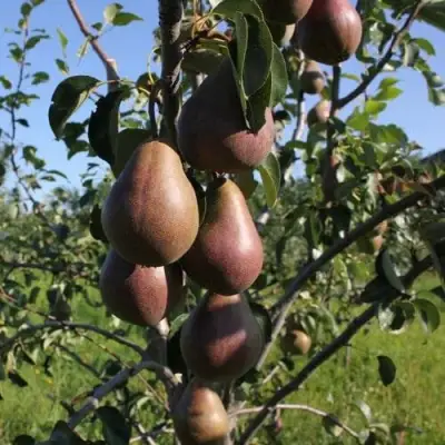 Груша БРЯНСКАЯ КРАСАВИЦА в Речице