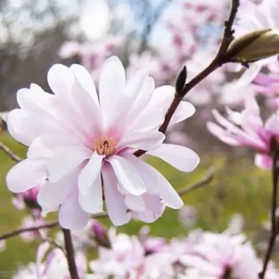 Магнолия РОЗЕЯ в Речице