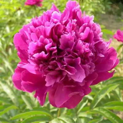 Пион КИТАЙСКИЙ ШЕЛК травянистый в Речице