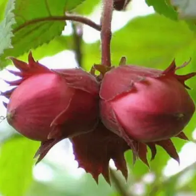 Фундук АЙВЕНГО в Речице