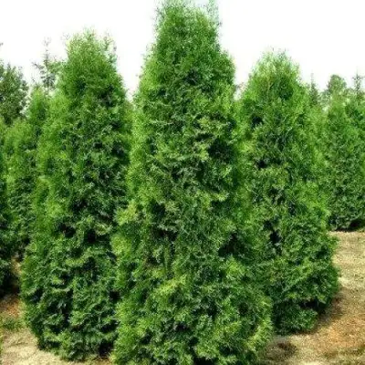 Туя ПИРАМИДАЛИС КОМПАКТА западная в Речице