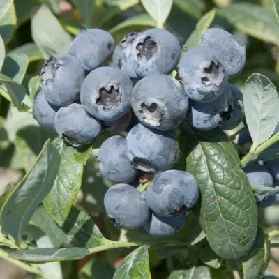 Голубика БРИГИТТА в Речице