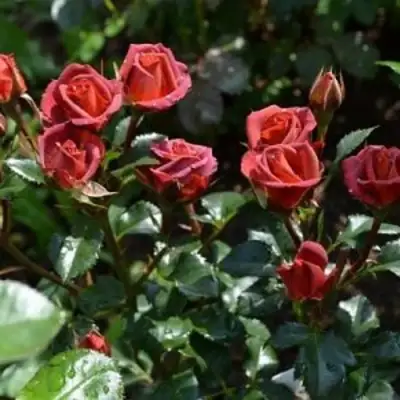 Роза ЧОКОЧИНО спрей в Речице