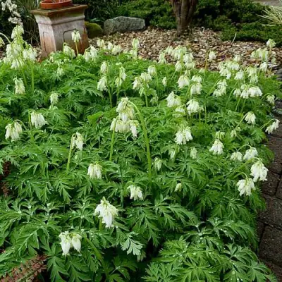 Дицентра красивая АВРОРА в Речице