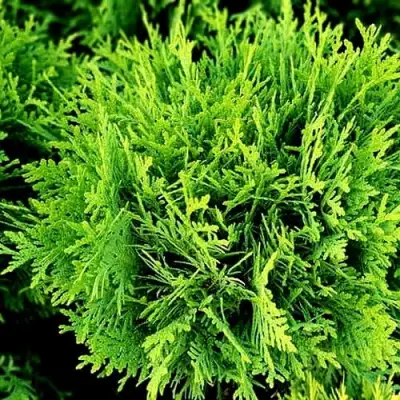 Туя ДАНИКА западная в Речице