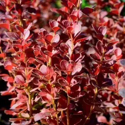 Барбарис ВУЛКАНО тунберга в Речице