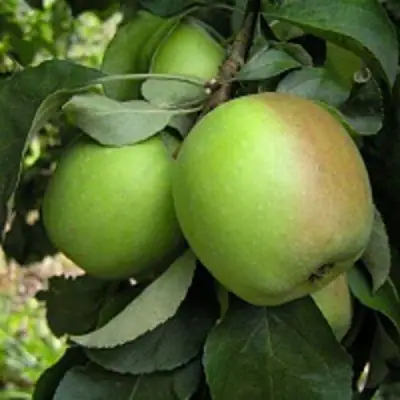 Яблоня ПАМЯТЬ СИКОРЫ в Речице