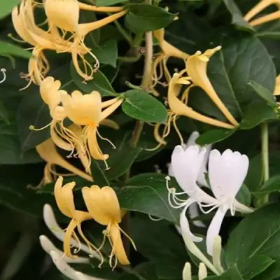 Жимолость ХАЛЛИАНА японская (Хелиана) в Речице