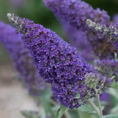 Буддлея НАНО ПЕРПЛ  в Речице