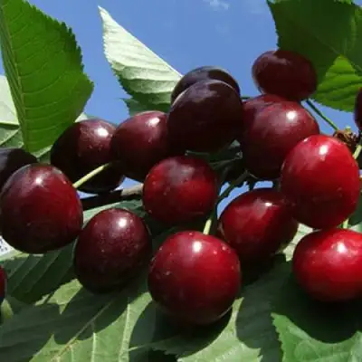 Черешня РЕВНА в Речице