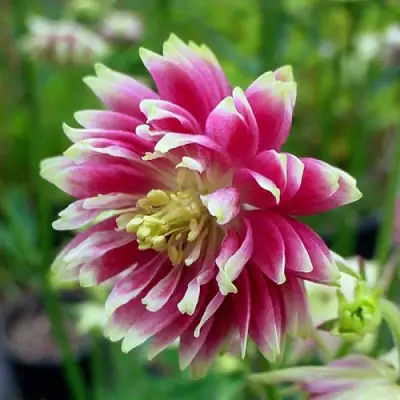 Аквилегия БАРЛОУ НОРА гибрид МакКаны в Речице