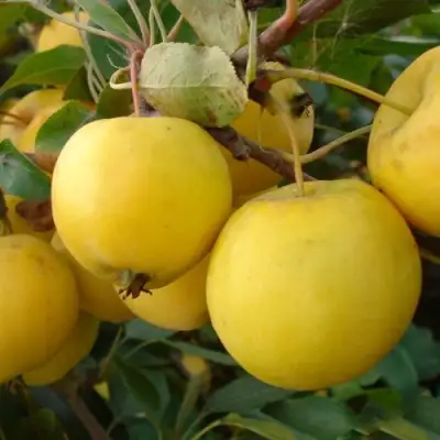 Яблоня УРАЛЬСКОЕ НАЛИВНОЕ в Речице