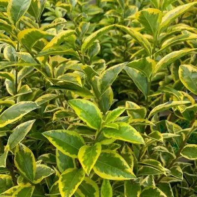 Бирючина АУРЕУМ овальнолистная в Речице