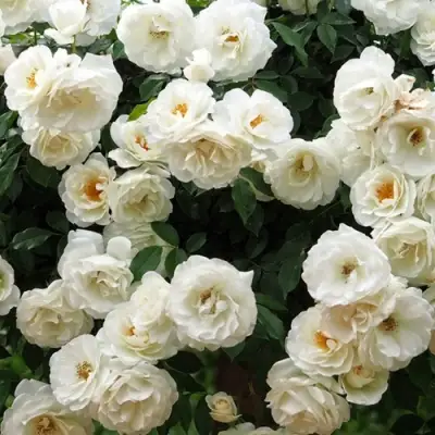 Роза АЙСБЕРГ флорибунда в Речице