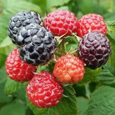 Малина БРИСТОЛЬ в Речице