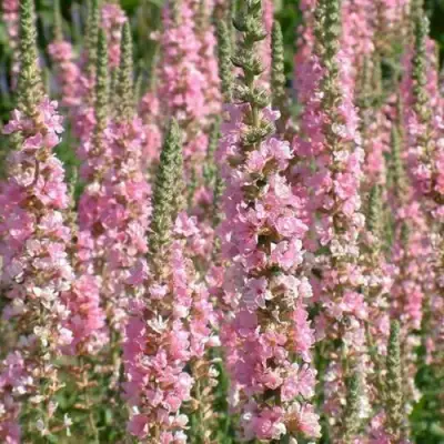 Дербенник БЛАШ иволистный в Речице