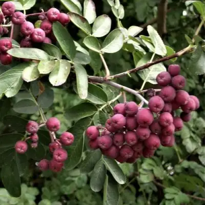 Рябина ДЕСЕРТНАЯ МИЧУРИНА сладкоплодная в Речице