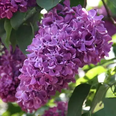 Сирень КАПИТАН ГАСТЕЛЛО в Речице