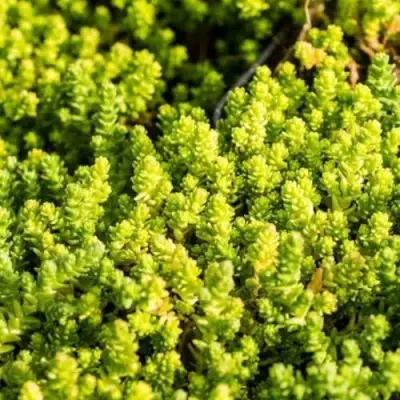 Очиток (седум) ЙЕЛЛОУ КВИН едкий в Речице