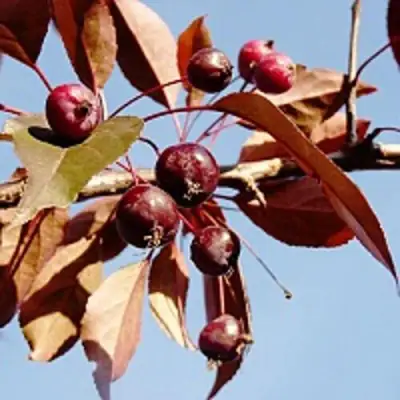 Яблоня РОЯЛТИ декоративная в Речице