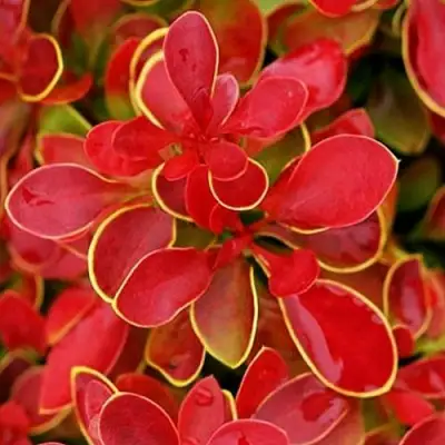 Барбарис КОРАЛ тунберга в Речице